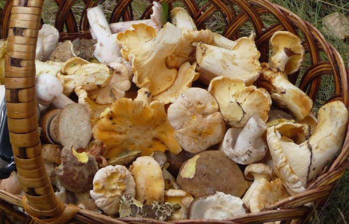 The Mahatma's Last Dream: Overview and Benefits of Mushrooms