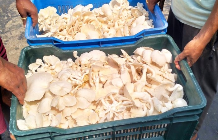 The Mahatma's Last Dream: Overview and Benefits of Mushrooms